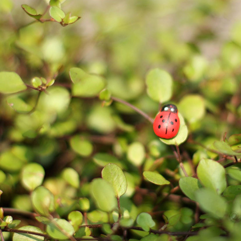 100pcs Self-adhesive Mini Refr - đánh giá và giá Art Craft Ladybug